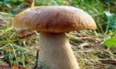 彭水大脚菌
