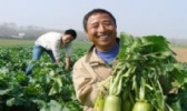 潼南萝卜