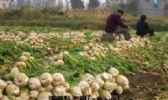 秀山大头菜