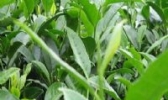 秀茶
