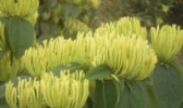 秀山金银花