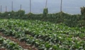 香龙大头菜