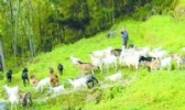 合川白山羊