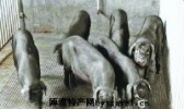 合川黑猪