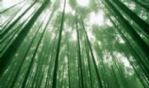 梁平寿竹