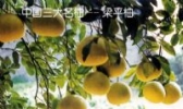 梁平柚