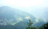 南川大树茶