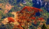 南川金佛山银杏