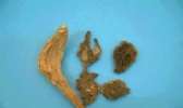 南川玄参
