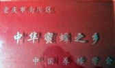 南川金佛山中华蜜蜂