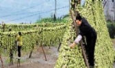 涪陵青菜头