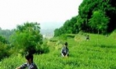方坪香茗