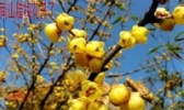 南山腊梅
