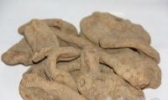 城口天麻