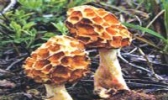 阳雀菌