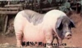 荣昌白猪