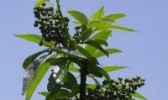 九叶青花椒