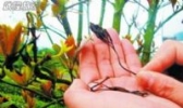 老荫茶