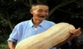 垫江蜜本南瓜