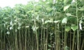 武隆苎麻
