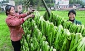 大足冬菜