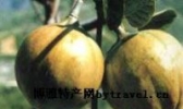 綦江油桐