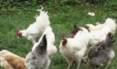 金阳丝毛鸡