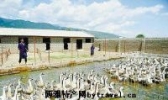 西昌钢鹅