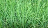 西昌小香葱
