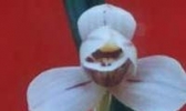 会理兰花