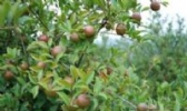 荣县油茶
