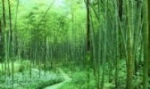 大竹秦王桃