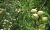 达州脆李