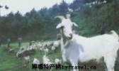 万源板角山羊