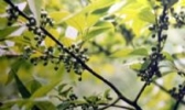 开江山苍子