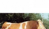 肉牛