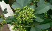 南江青花椒