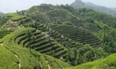 通江富硒茶