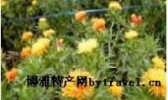川红花