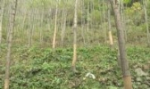 南江杜仲