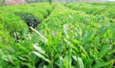 南江大叶茶