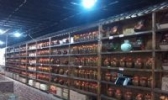 金凤白酒