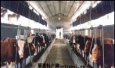 蜀凯牛奶