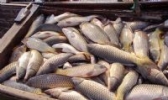 金丝鲤鱼