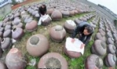 嫩尖冬菜芽