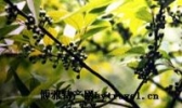 山苍子油