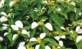 山核桃花