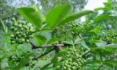 通仙青花椒