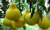 “天保”文旦柚
