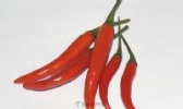 刘营辣椒